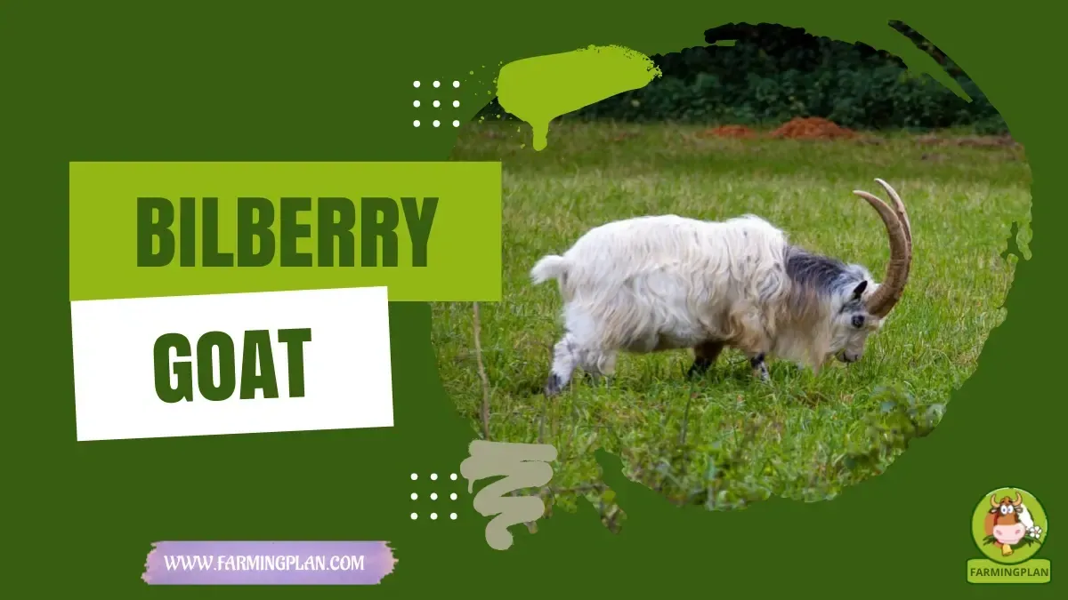 Bilberry Goat Heritage - Farming & Breed Profile Bilberry Goat Heritage characteristics, agricultural utility and breed care guide