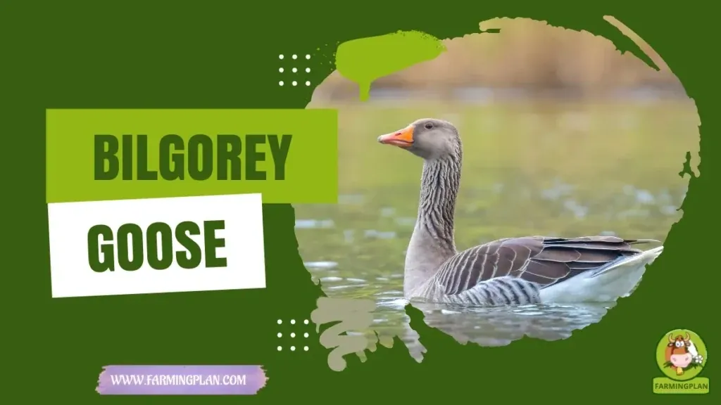 Bilgorey Goose - Farming & Breed Profile Bilgorey Goose characteristics, agricultural utility and breed care guide