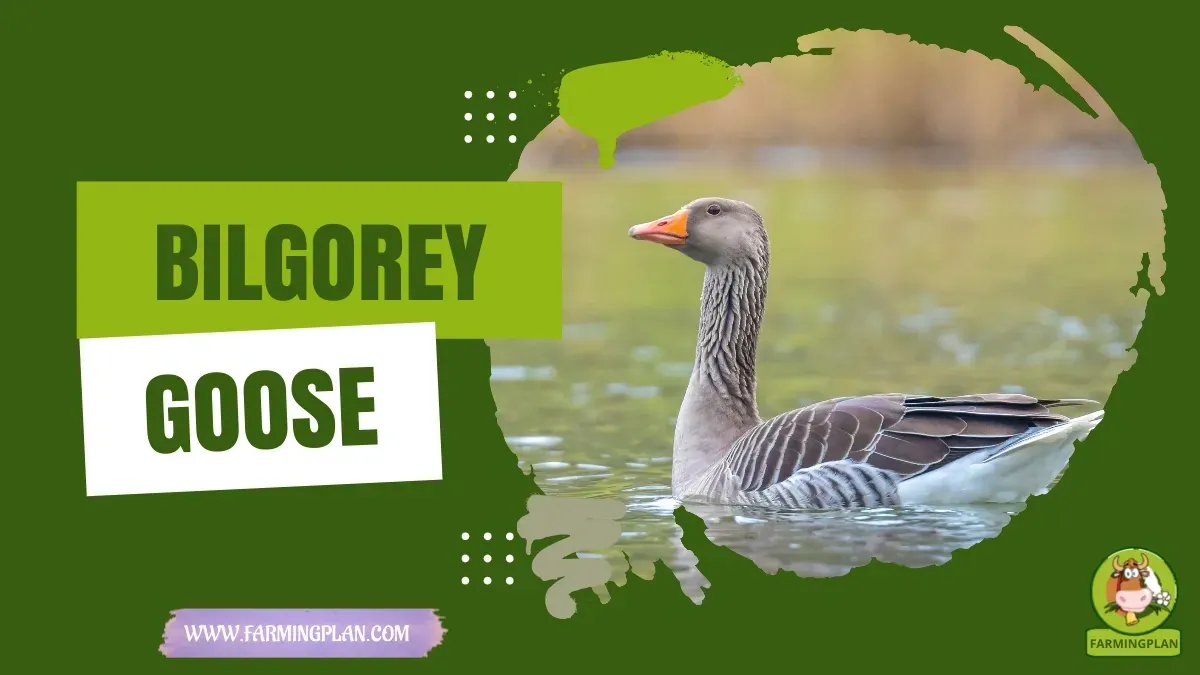 Bilgorey Goose characteristics, agricultural utility and breed care guide