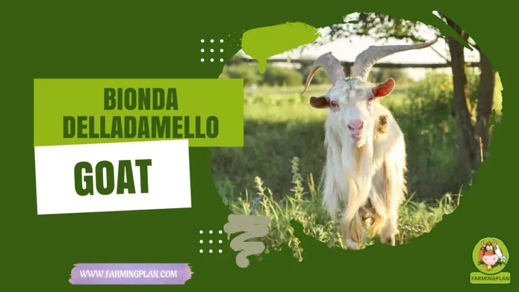 Bionda dell'Adamello Goat characteristics, agricultural utility and breed care guide