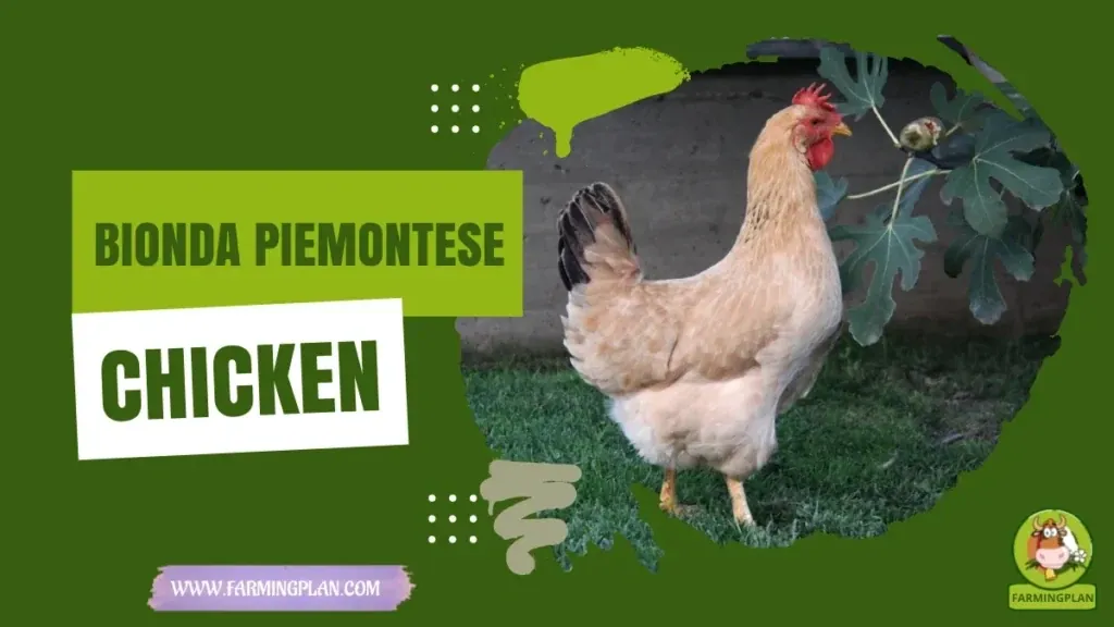 Bionda Piemontese Chicken characteristics, agricultural utility and breed care guide