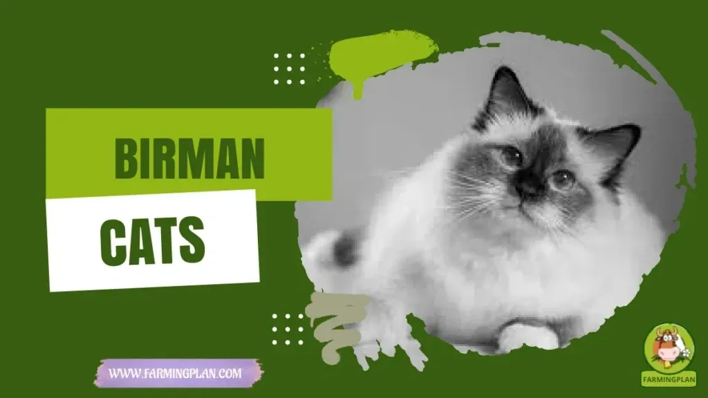 Birman Cats characteristics, agricultural utility and breed care guide