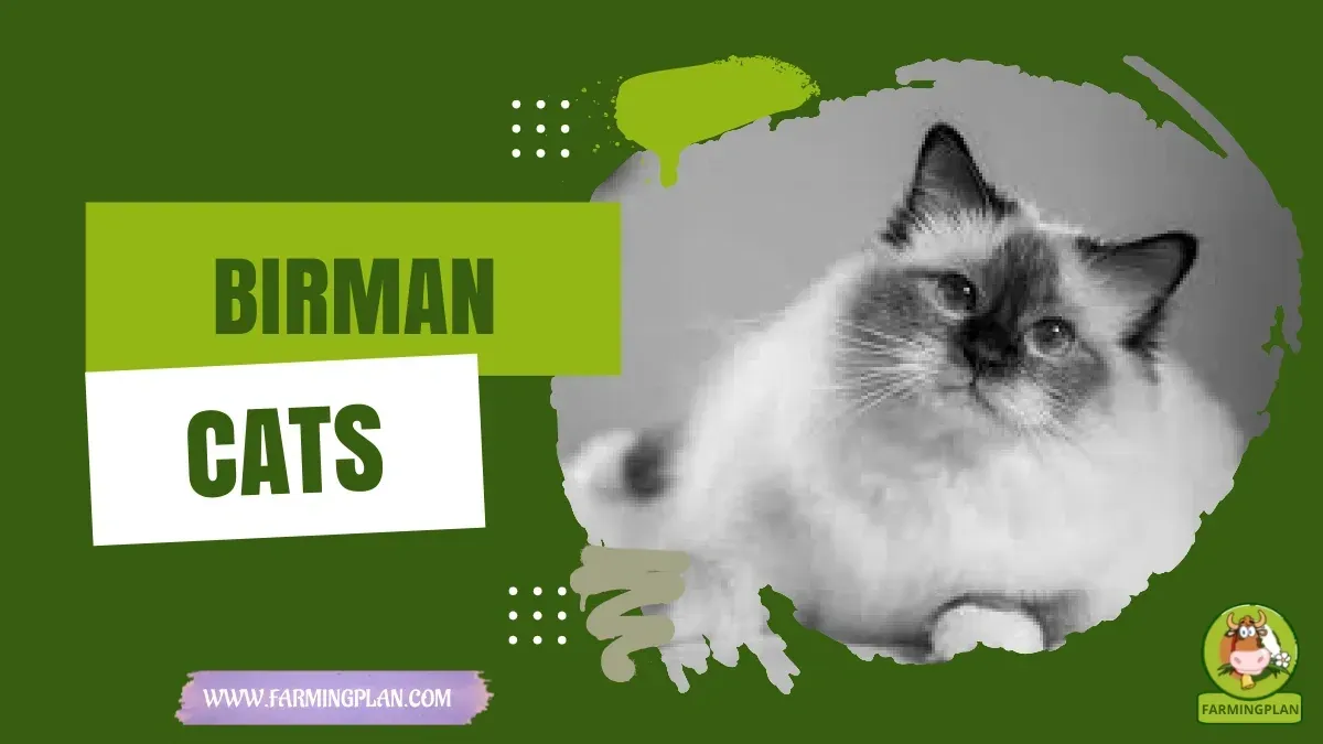 Birman Cats characteristics, agricultural utility and breed care guide