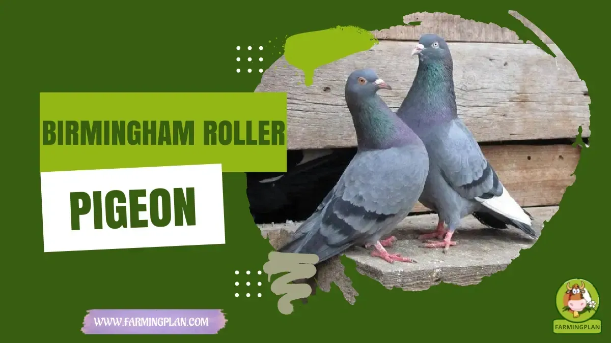 Birmingham Rollerpigeon - Farming & Breed Profile birmingham roller pigeon