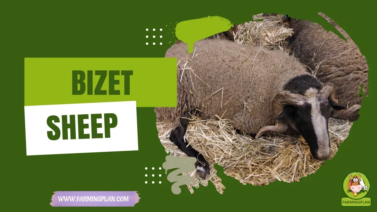 Bizet Sheep - Farming & Breed Profile Bizet Sheep characteristics, agricultural utility and breed care guide