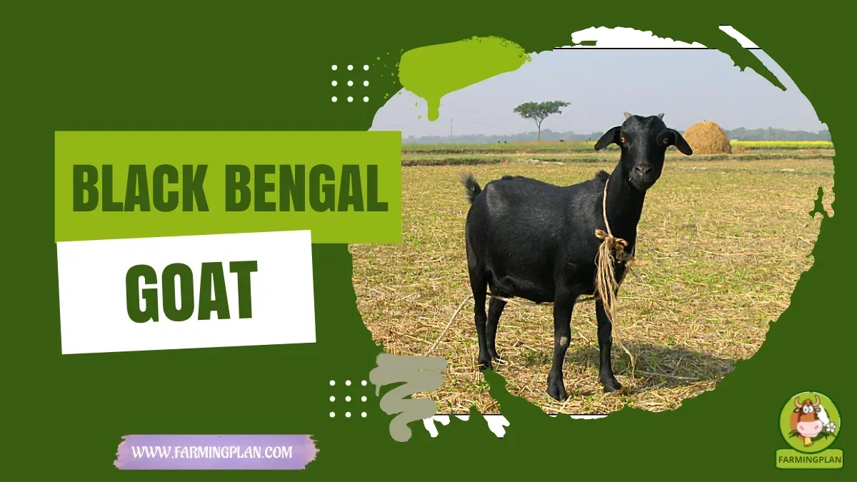 Black Bengal Goat characteristics, agricultural utility and breed care guide