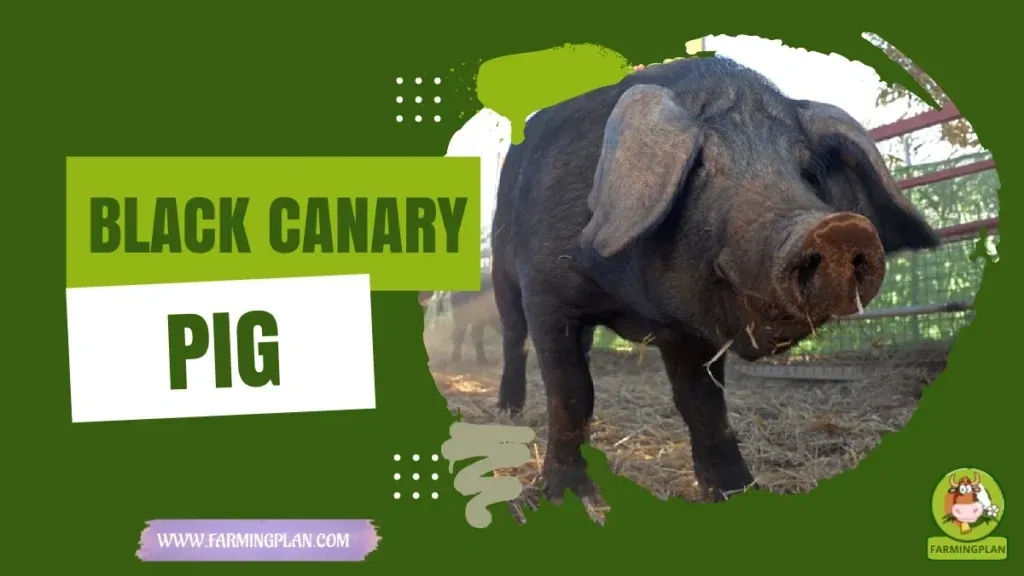 Black Canary Pig characteristics, agricultural utility and breed care guide