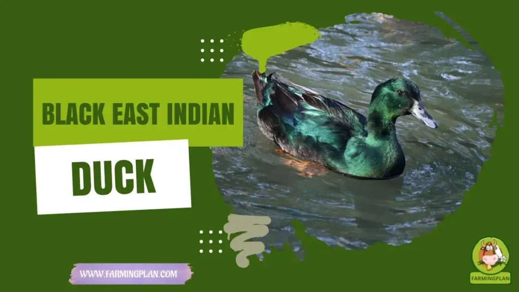Black East Indian Duck - Farming & Breed Profile Black East Indian Duck characteristics, agricultural utility and breed care guide