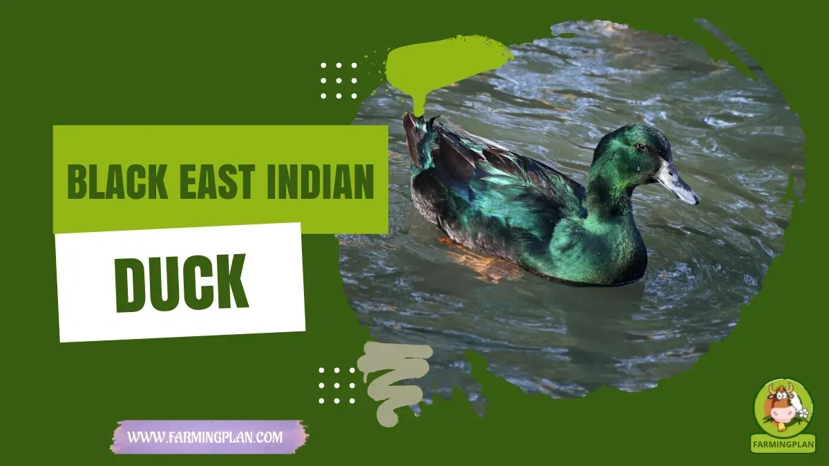 black east indian duck