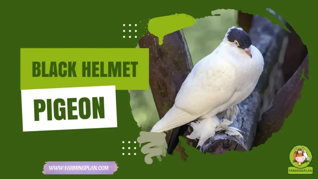 A Black Helmet Pigeon characteristics, agricultural utility and breed care guide