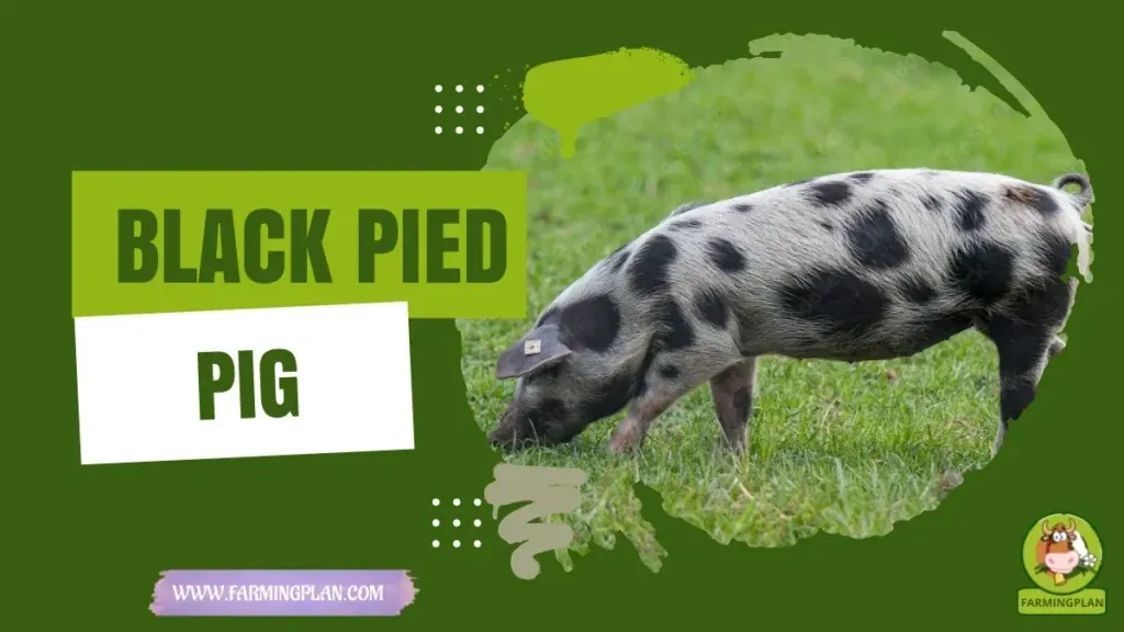 Black Pied Pig - Farming & Breed Profile Black Pied Pig characteristics, agricultural utility and breed care guide