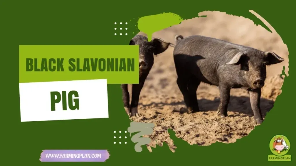 Black Slavonian Pig - Farming & Breed Profile Black Slavonian Pig characteristics, agricultural utility and breed care guide