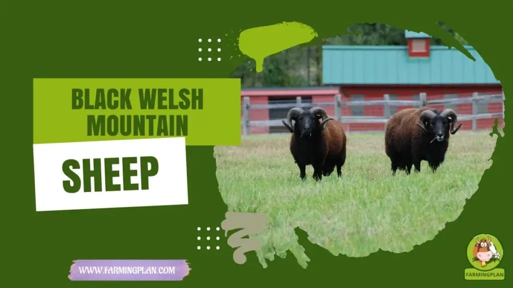 Black Welsh Mountain Sheep - Farming & Breed Profile Black Welsh Mountain Sheep characteristics, agricultural utility and breed care guide