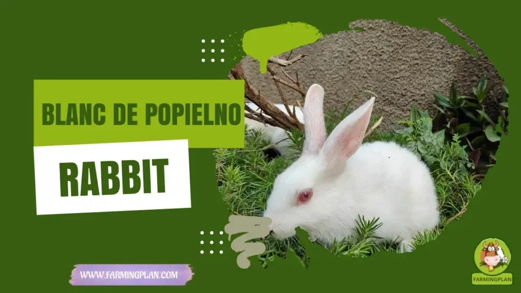 Blanc De Popielno Rabbit characteristics, agricultural utility and breed care guide