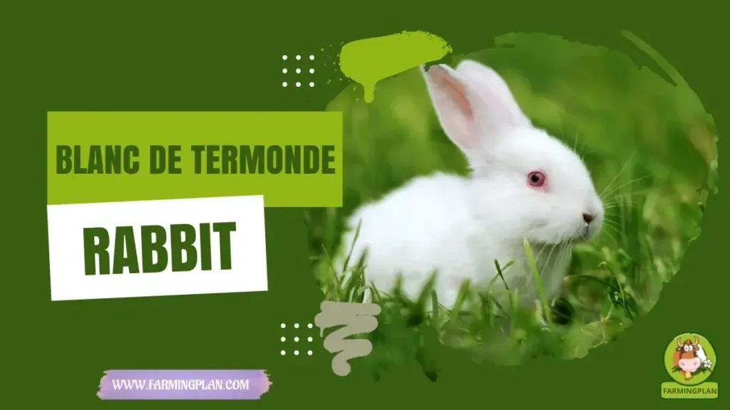 Blanc De Termonde Rabbit - Farming & Breed Profile Blanc De Termonde Rabbit characteristics, agricultural utility and breed care guide