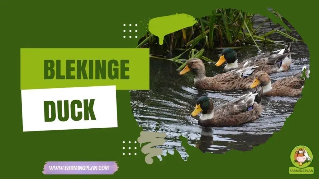 Blekinge Duck Care characteristics, agricultural utility and breed care guide
