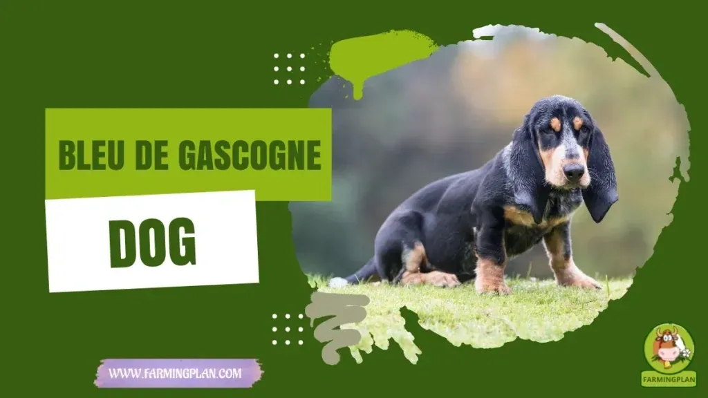 Bleu De Gascogne Dog characteristics, agricultural utility and breed care guide