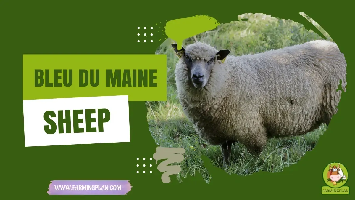 Bleu Du Maine Sheep characteristics, agricultural utility and breed care guide