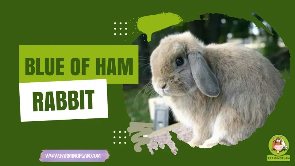 Blue of Ham Rabbit characteristics, agricultural utility and breed care guide