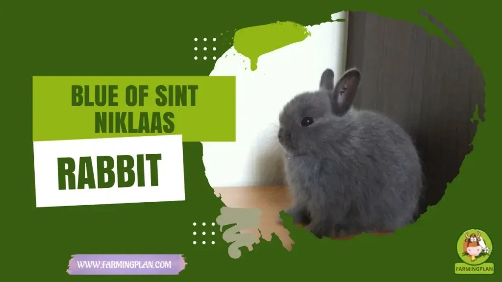 Blue of Sint-Niklaas Rabbit characteristics, agricultural utility and breed care guide