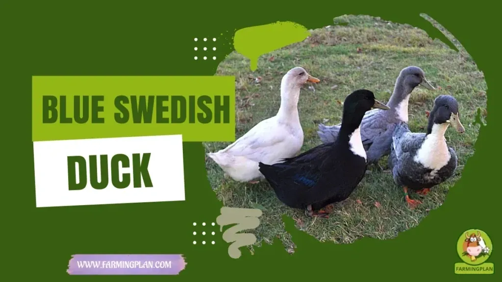 Blue Swedish Duck characteristics, agricultural utility and breed care guide
