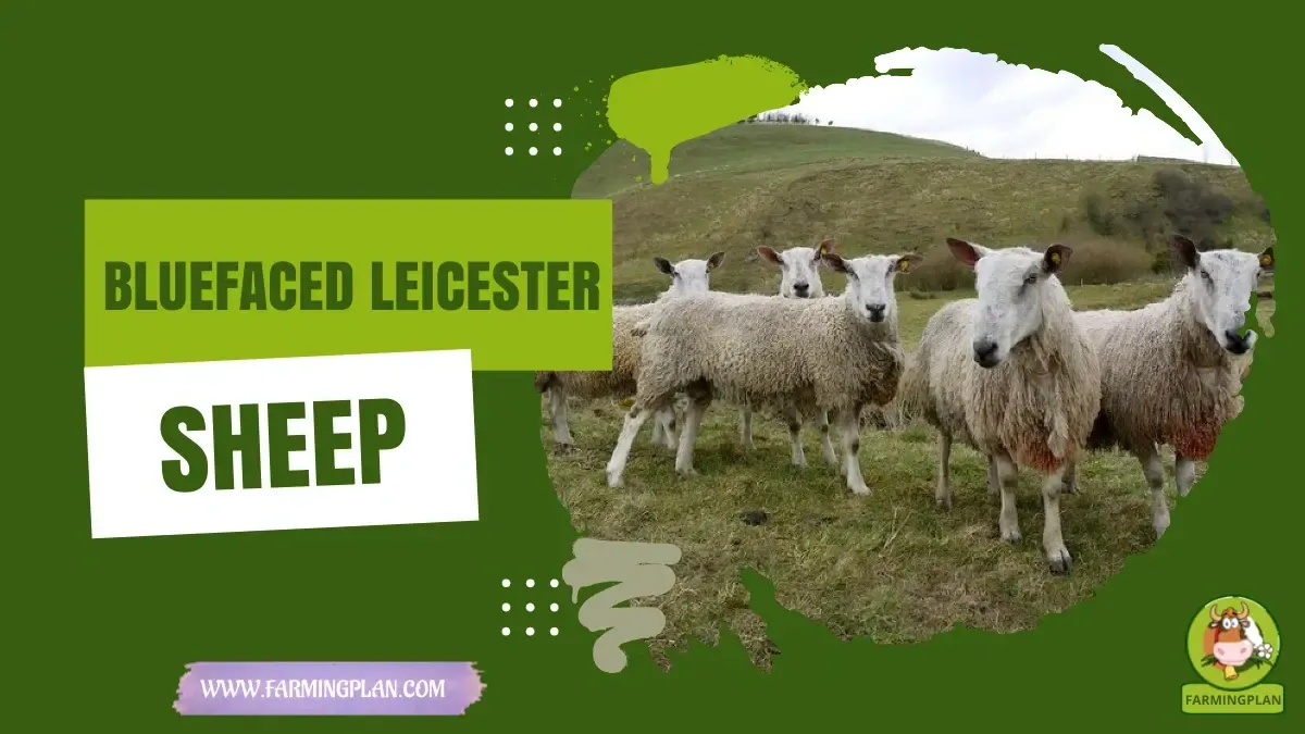 Bluefaced Leicester Sheep - Farming & Breed Profile bluefaced leicester sheep