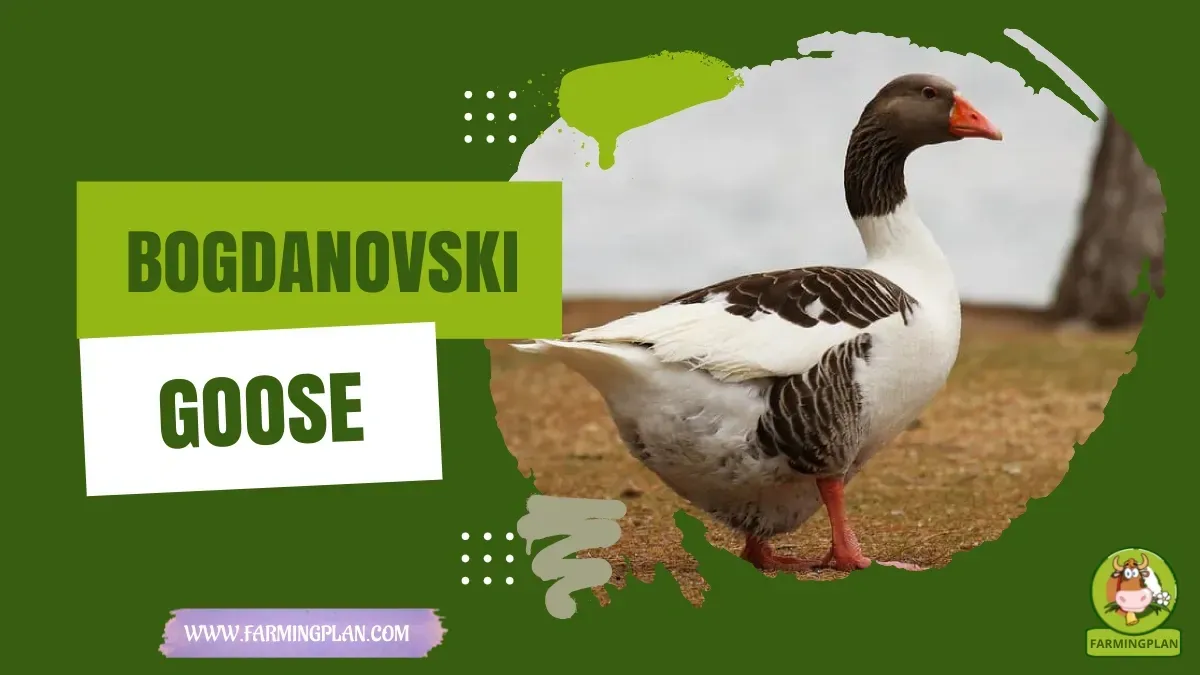 Bogdanovski Goose Care characteristics, agricultural utility and breed care guide