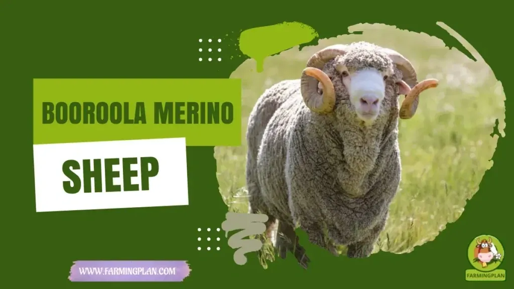 Booroola Merino Sheep - Farming & Breed Profile Booroola Merino Sheep characteristics, agricultural utility and breed care guide