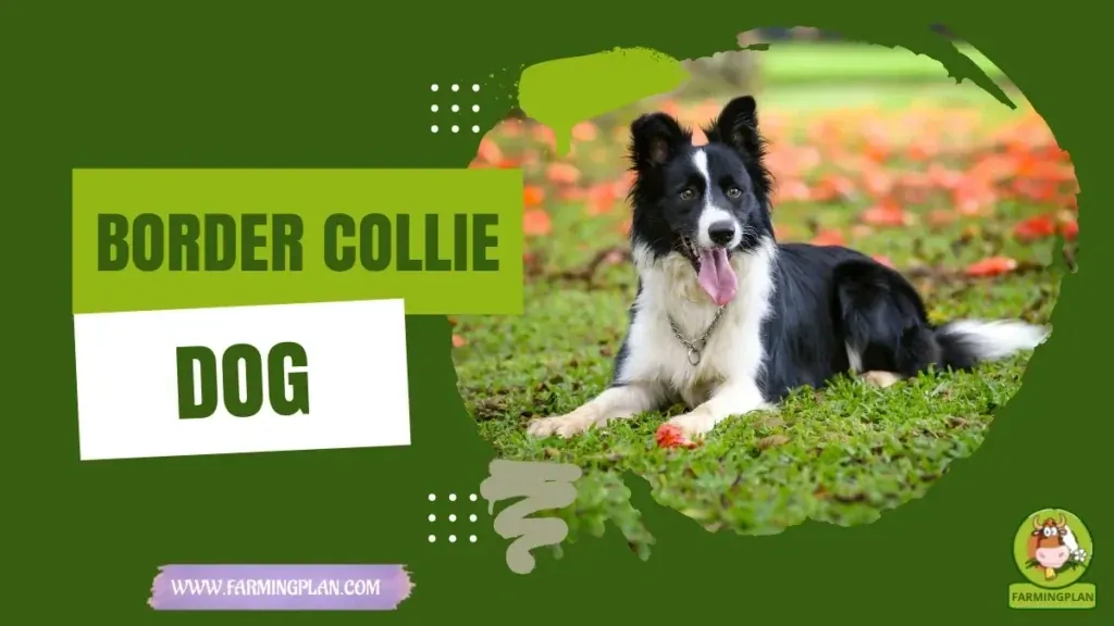 Border Collie - Farming & Breed Profile Border Collie characteristics, agricultural utility and breed care guide