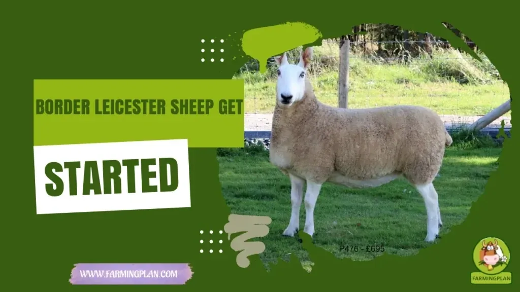 Border Leicester Sheep Get Started - Farming & Breed Profile Border Leicester Sheep Get Started characteristics, agricultural utility and breed care guide