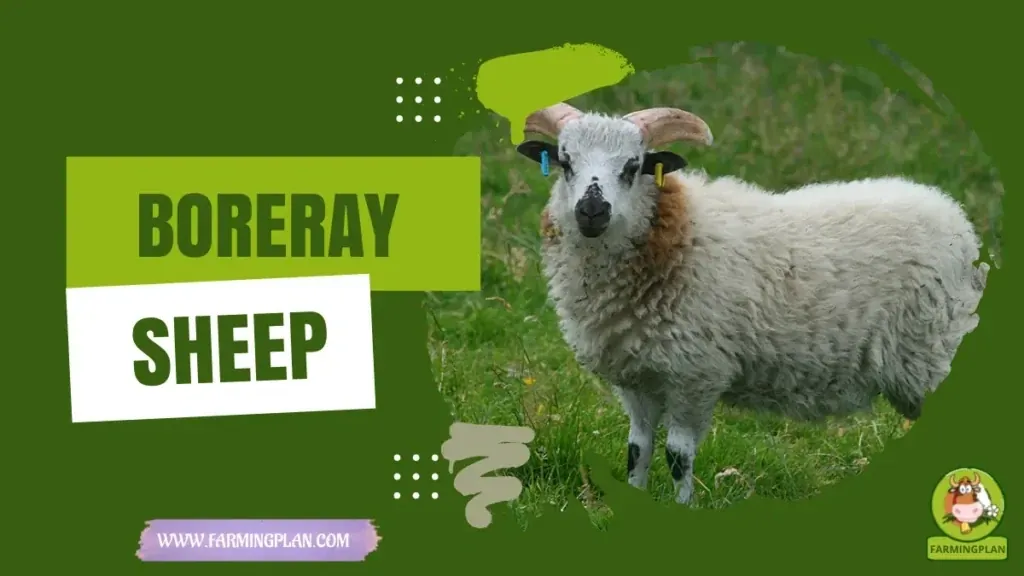 Boreray Sheep - Farming & Breed Profile Boreray Sheep characteristics, agricultural utility and breed care guide