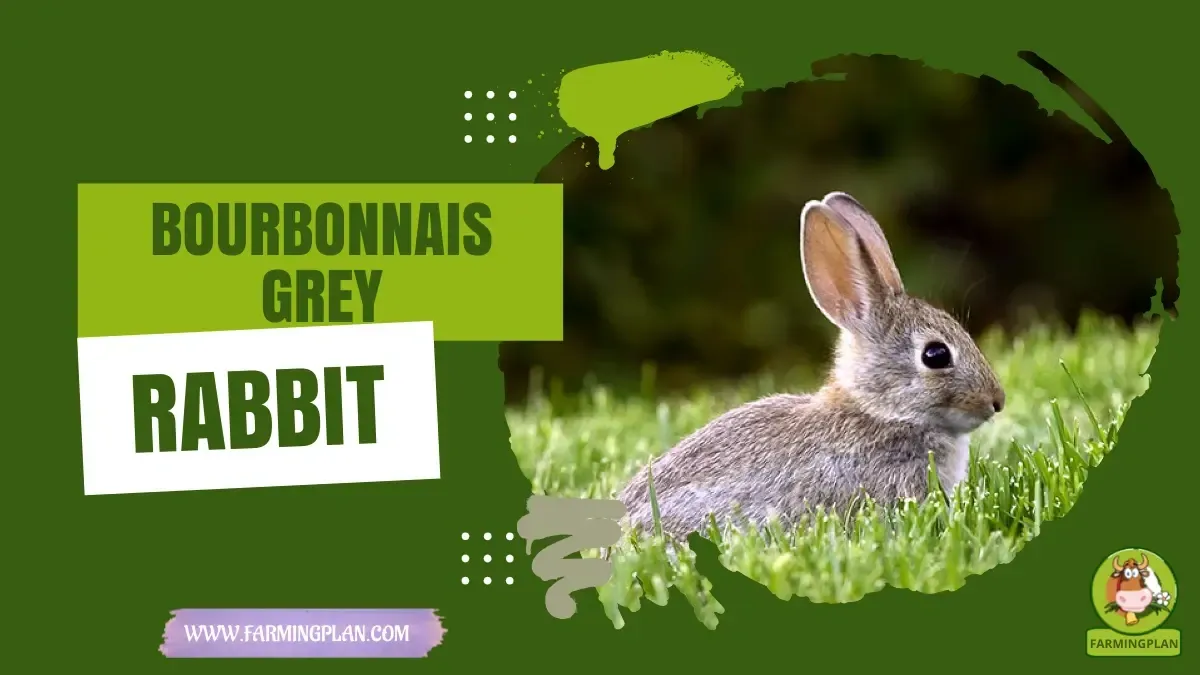 Bourbonnais Grey Rabbit - Farming & Breed Profile bourbonnais grey rabbit