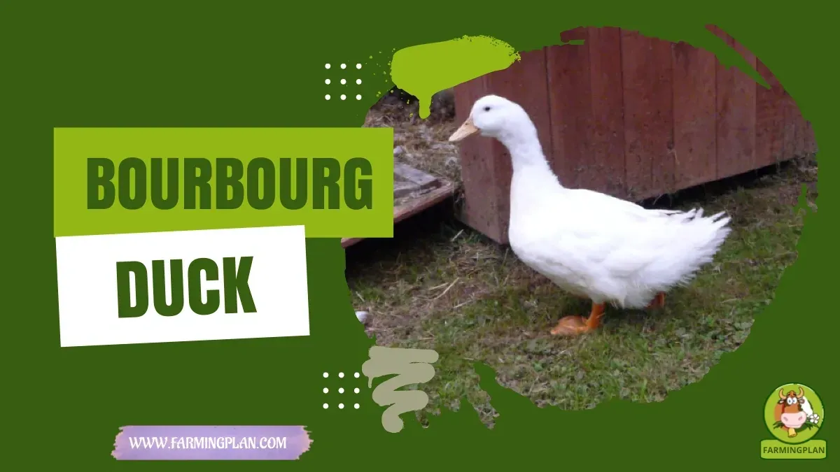 Bourbourg Duck - Farming & Breed Profile Bourbourg Duck characteristics, agricultural utility and breed care guide