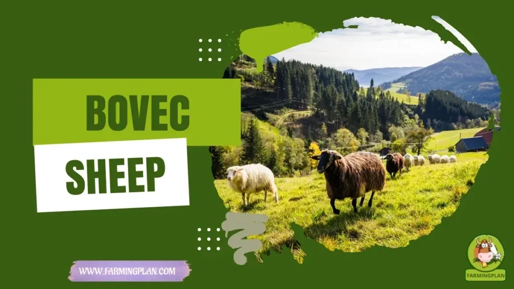 Bovec Sheep - Farming & Breed Profile Bovec Sheep characteristics, agricultural utility and breed care guide