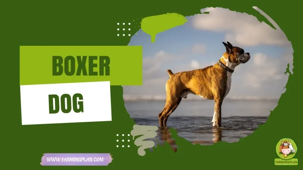 Boxer Dog characteristics, agricultural utility and breed care guide