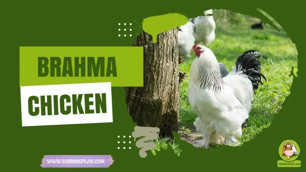 Brahma Chicken characteristics, agricultural utility and breed care guide