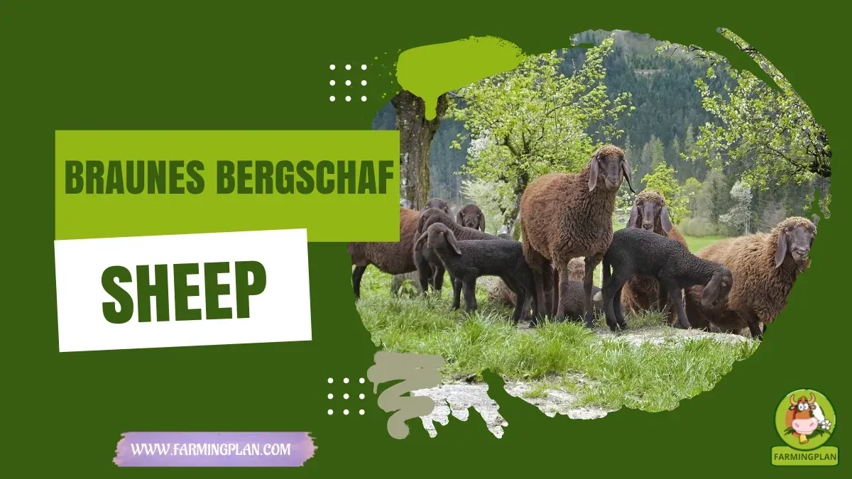 Braunes Bergschaf Sheep - Farming & Breed Profile Braunes Bergschaf Sheep Farming Guide