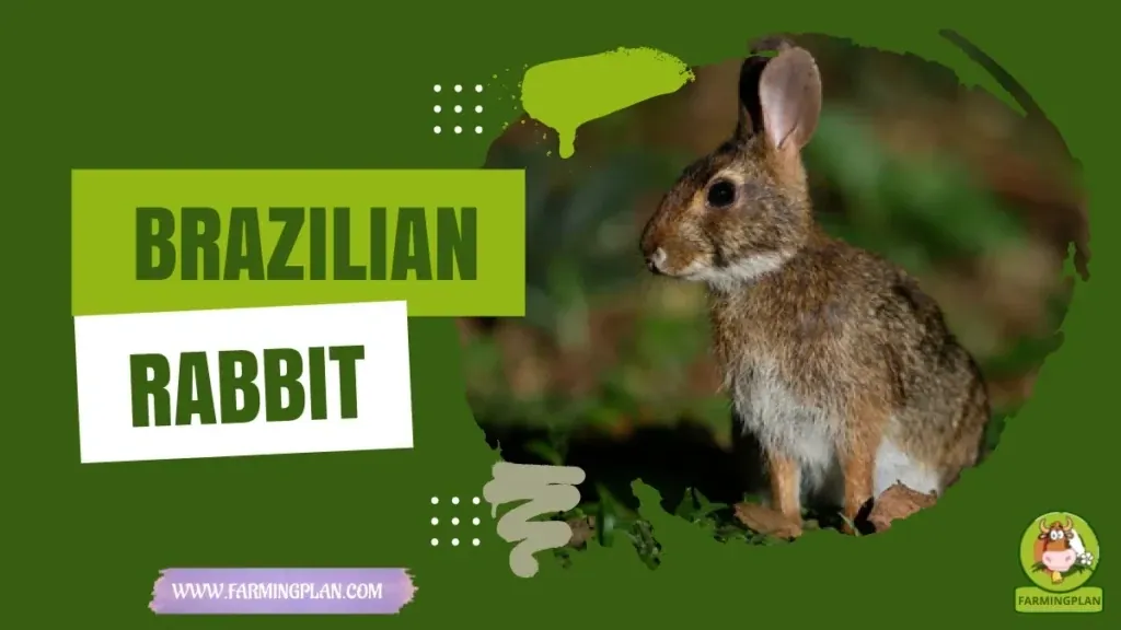 Brazilian Rabbit characteristics, agricultural utility and breed care guide