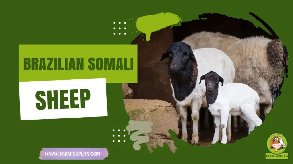 Brazilian Somali Sheep - Farming & Breed Profile Brazilian Somali Sheep characteristics, agricultural utility and breed care guide
