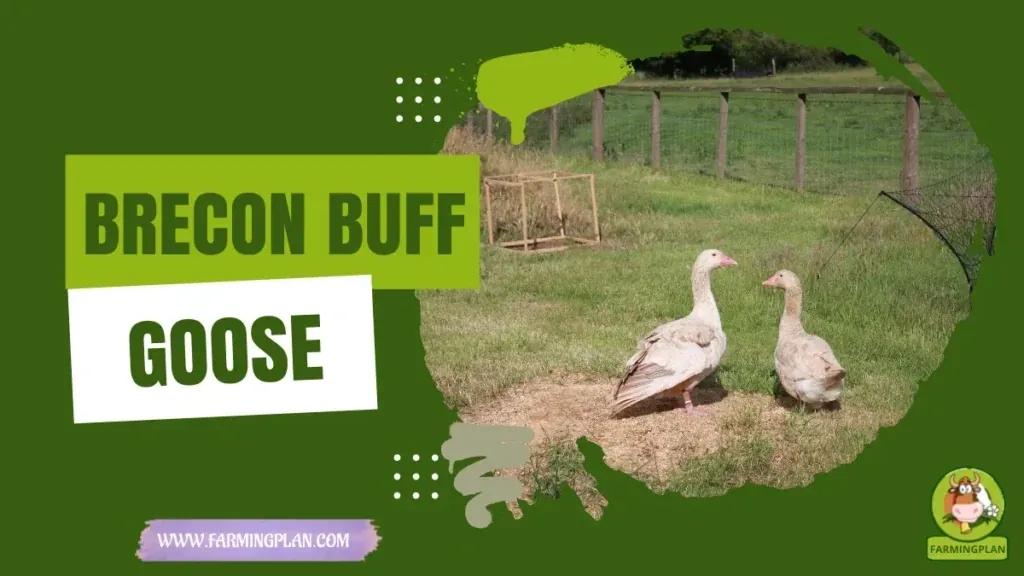 Brecon Buff Goose characteristics, agricultural utility and breed care guide