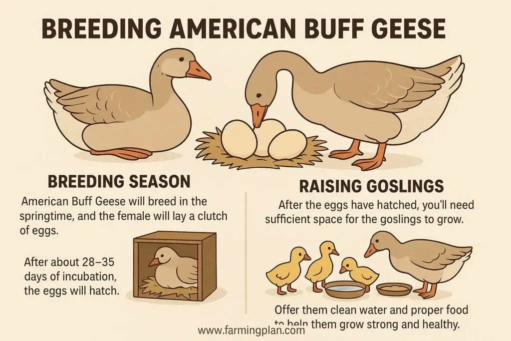 American Buff Goose - Farming & Breed Profile breeding american buff geese