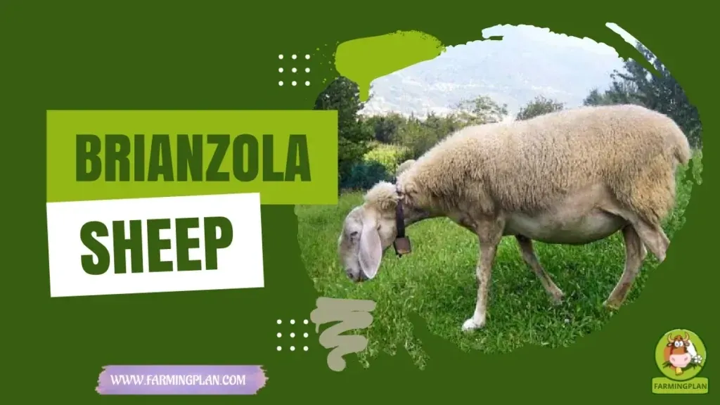 Brianzola Sheep - Farming & Breed Profile Brianzola Sheep characteristics, agricultural utility and breed care guide