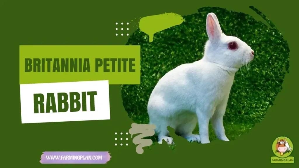 Britannia Petite Rabbit - Farming & Breed Profile Britannia Petite Rabbit characteristics, agricultural utility and breed care guide