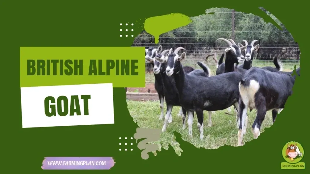 British Alpine Goat characteristics, agricultural utility and breed care guide