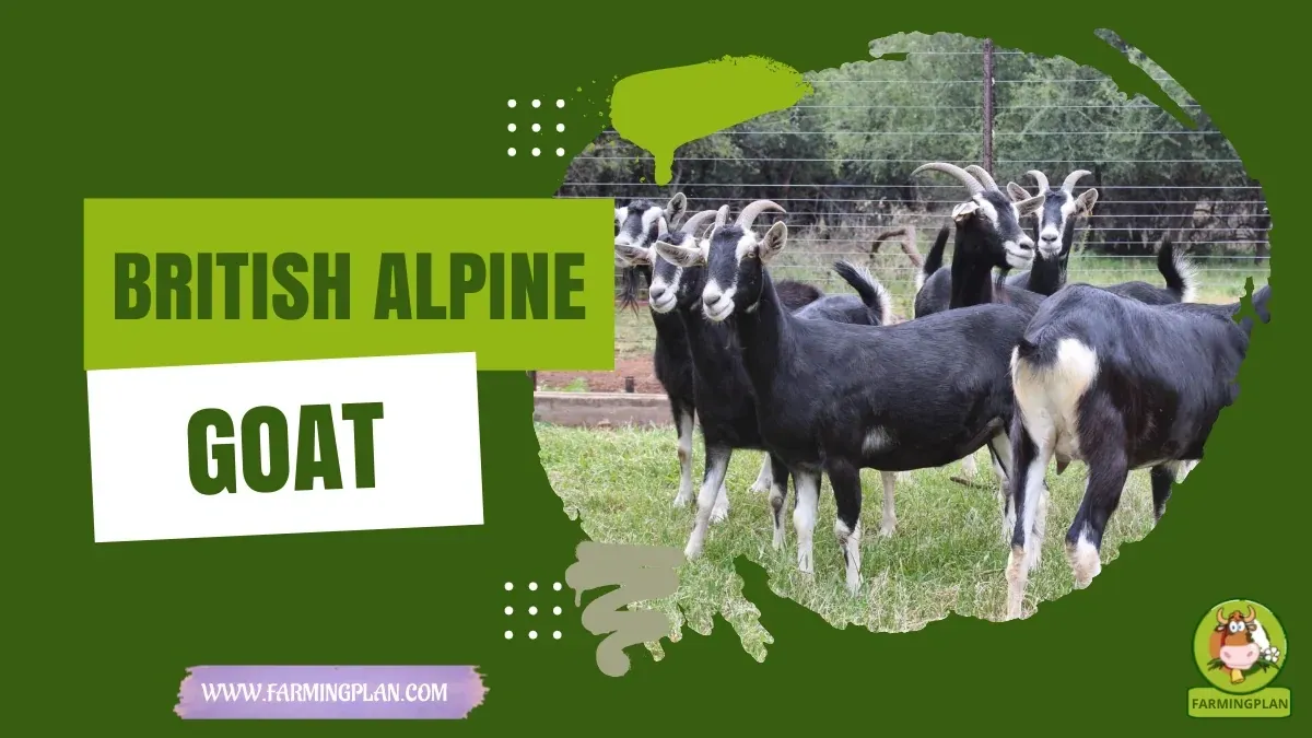 British Alpine Goat characteristics, agricultural utility and breed care guide