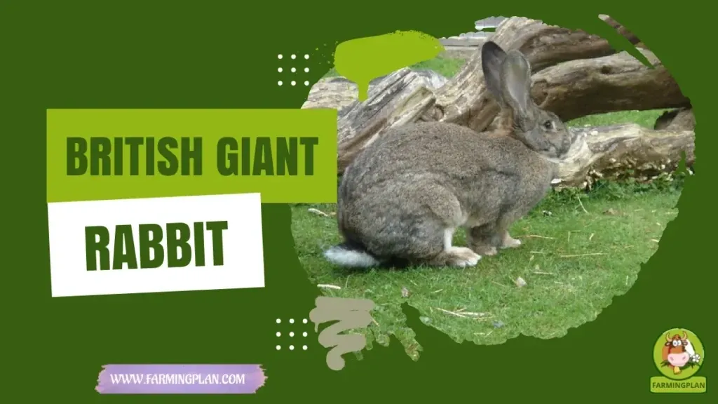 British Giant Rabbit - Farming & Breed Profile British Giant Rabbit characteristics, agricultural utility and breed care guide