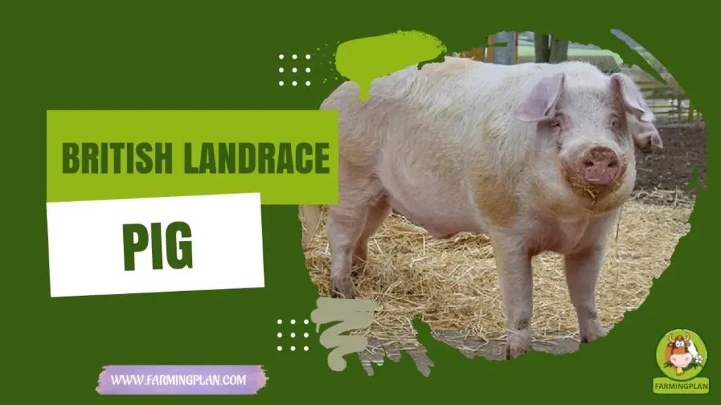 British Landrace Pig - Farming & Breed Profile British Landrace Pig characteristics, agricultural utility and breed care guide