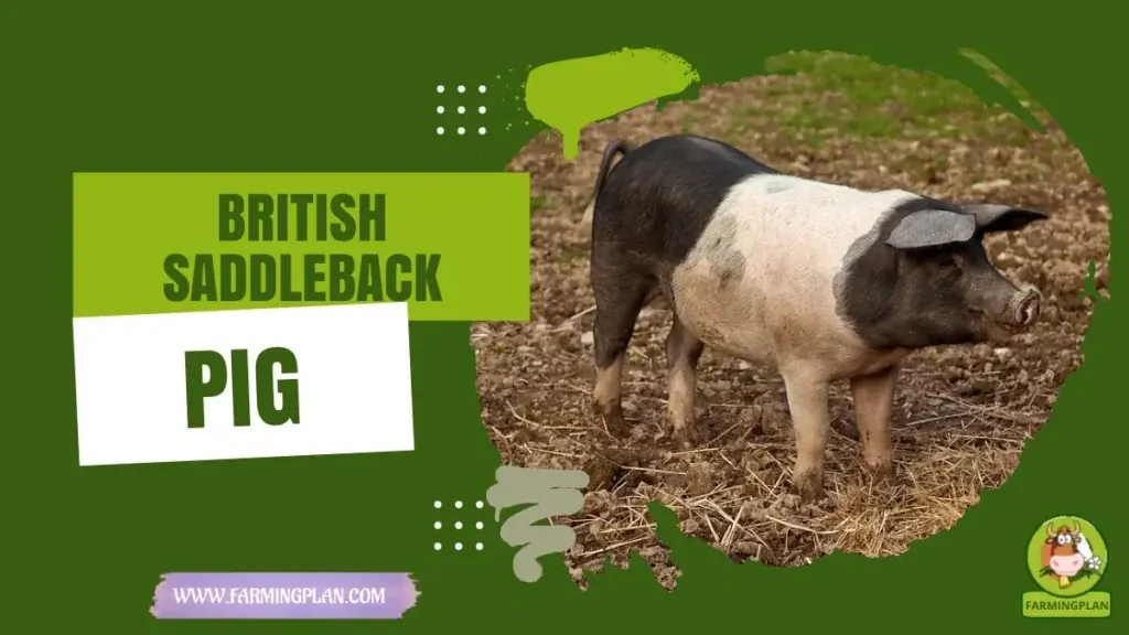 British Saddleback Pig - Farming & Breed Profile British Saddleback Pig characteristics, agricultural utility and breed care guide
