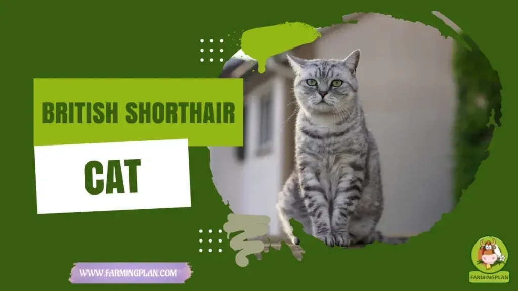 British Shorthair Cat characteristics, agricultural utility and breed care guide