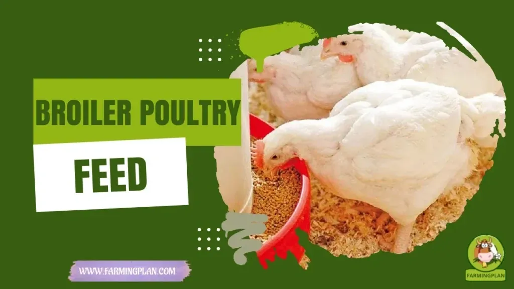 Broiler Poultry Feed characteristics, agricultural utility and breed care guide